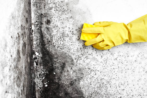 Best Mold Remediation for Rental Properties  in Seeley Lake, MT