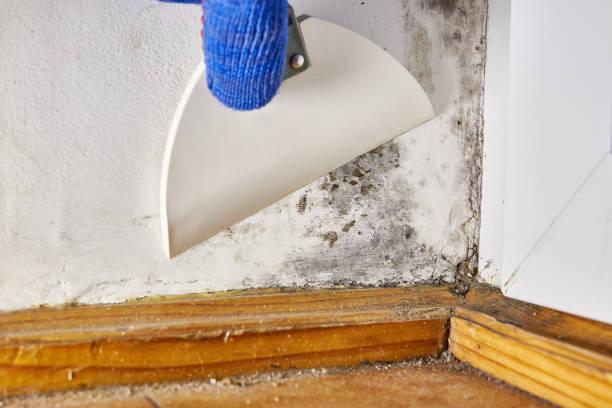Mold Remediation for Rental Properties in Seeley Lake, MT