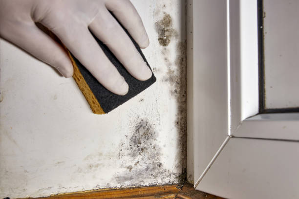 Best Water Damage & Mold Remediation  in Seeley Lake, MT